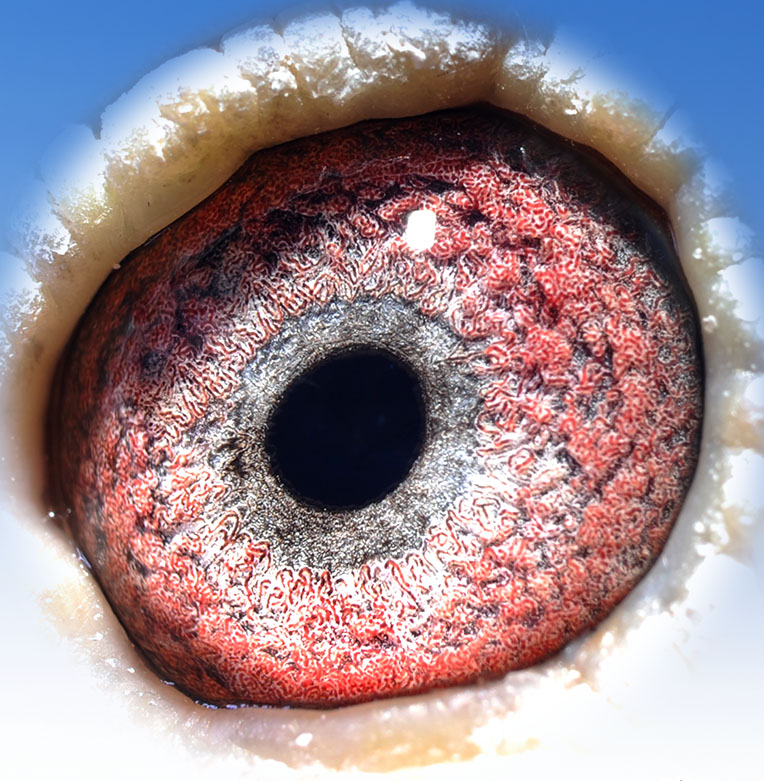 詹森红狐-特留种鸽-009885