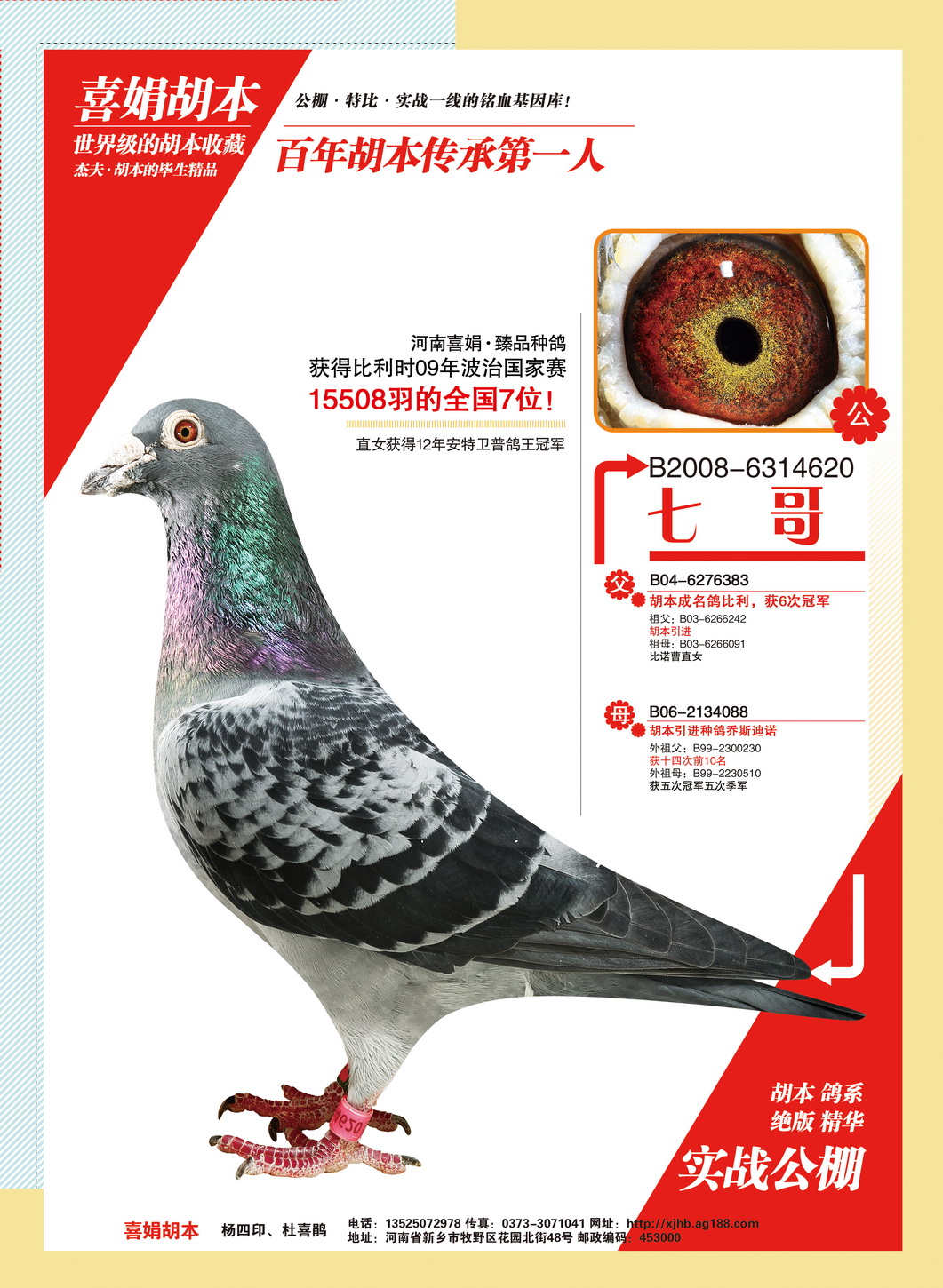 胡本663_江临鸽苑_ag188.com爱鸽商城_中国信鸽信息网