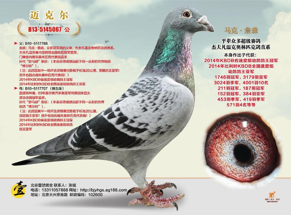 b13-5145067_北京壹号鸽舍_ ag188.com爱鸽商城_中信网