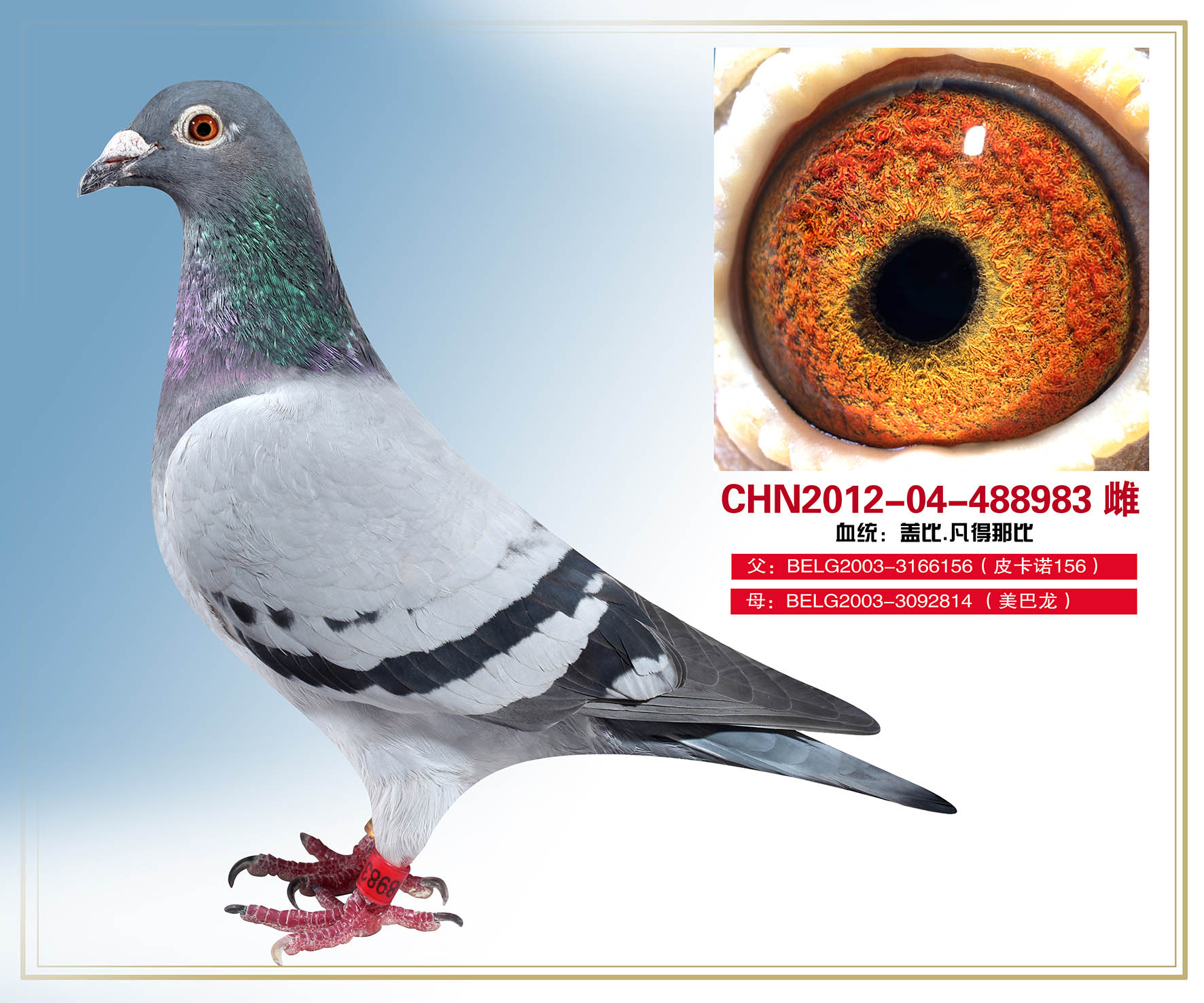 盖比983_万胜二部_ ag188.com爱鸽商城_中国信鸽信息网