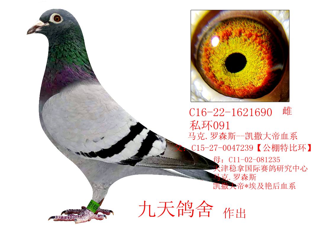 马克-九天鸽舍-中信网爱鸽商城