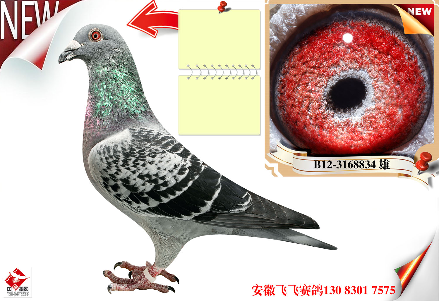 鲁迪直子_安徽飞飞鸽舍_ ag188.com爱鸽商城_中国信鸽信息网