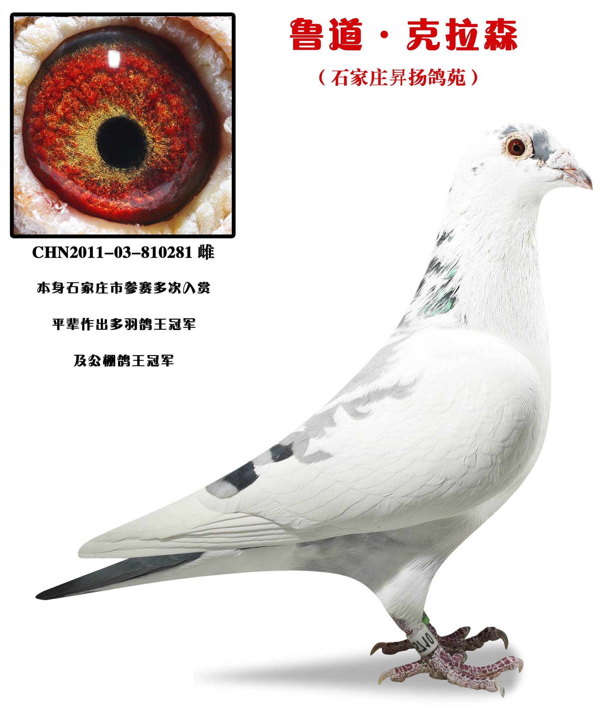 鲁道·克拉森