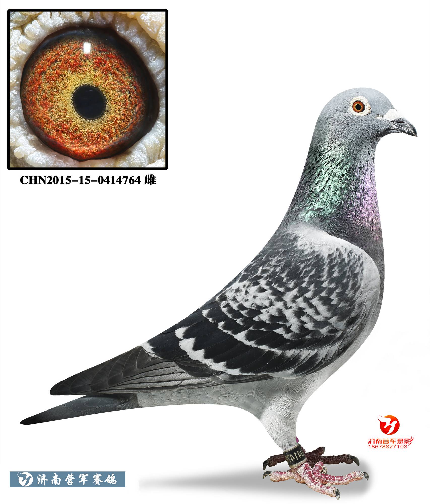 马克罗森斯【无名】家族