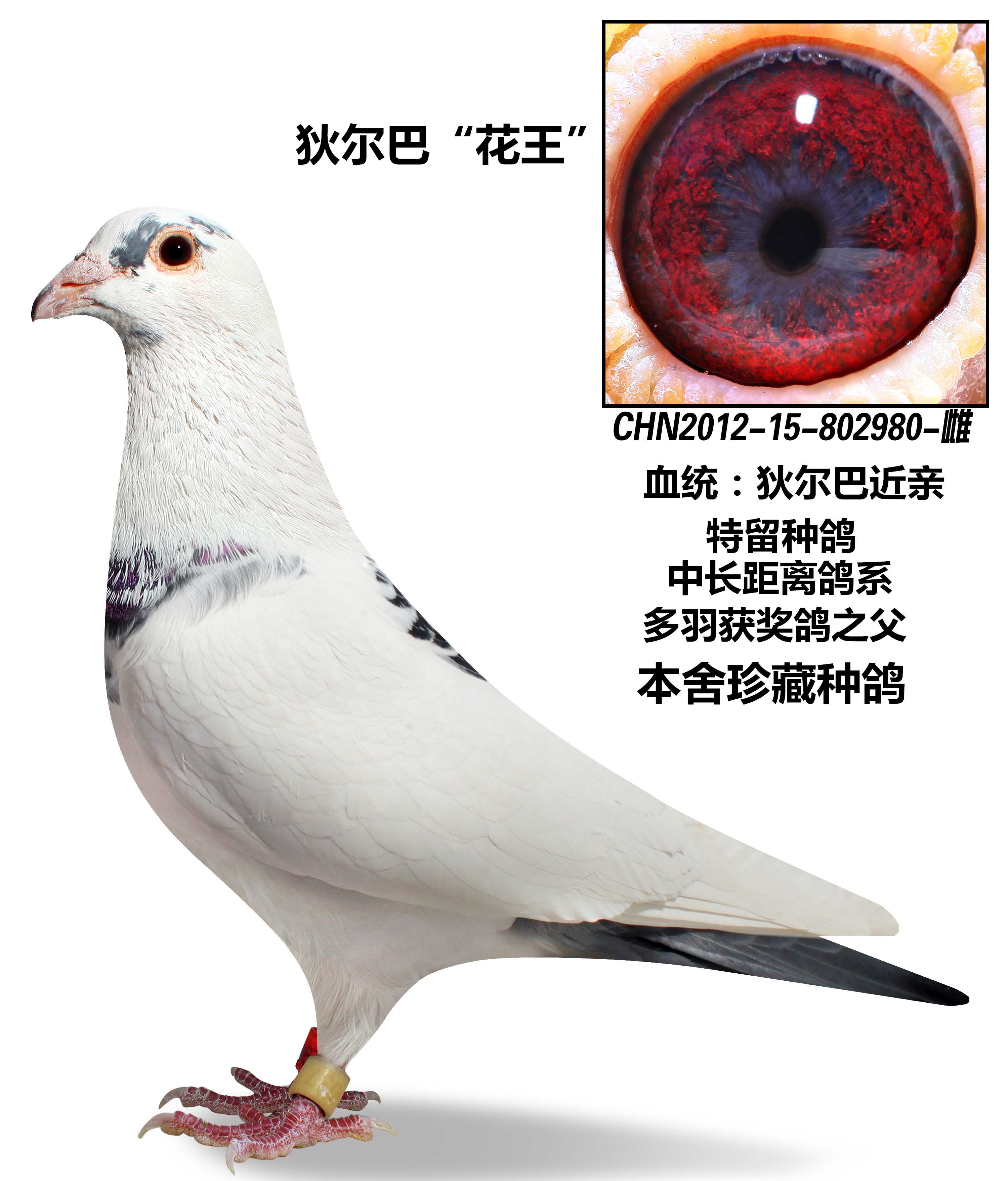 迪尔巴花王_银河鸽业_ ag188.com爱鸽商城_中国信鸽信息网