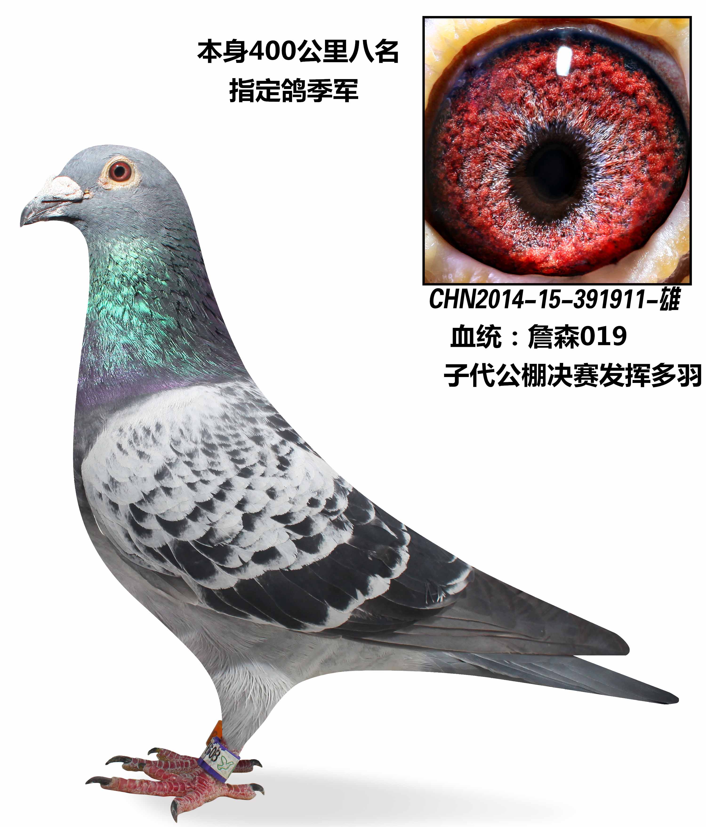 400公里八名,指定鸽季军