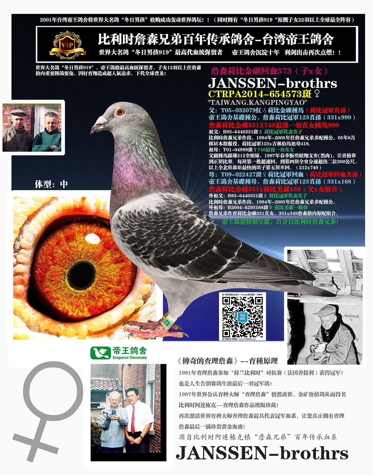 詹森荷比金矿回血573_台湾帝王鸽舍-中信网爱鸽商城