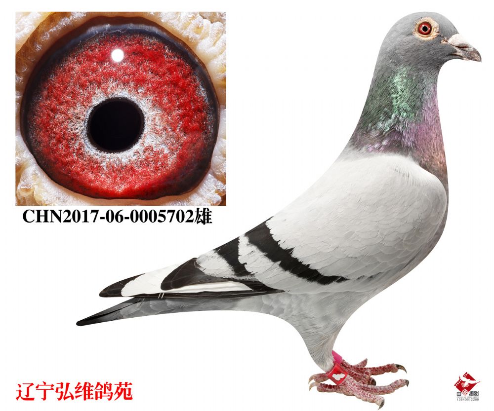 chn2017-06-0005702雄_辽宁弘维鸽苑_ ag188.