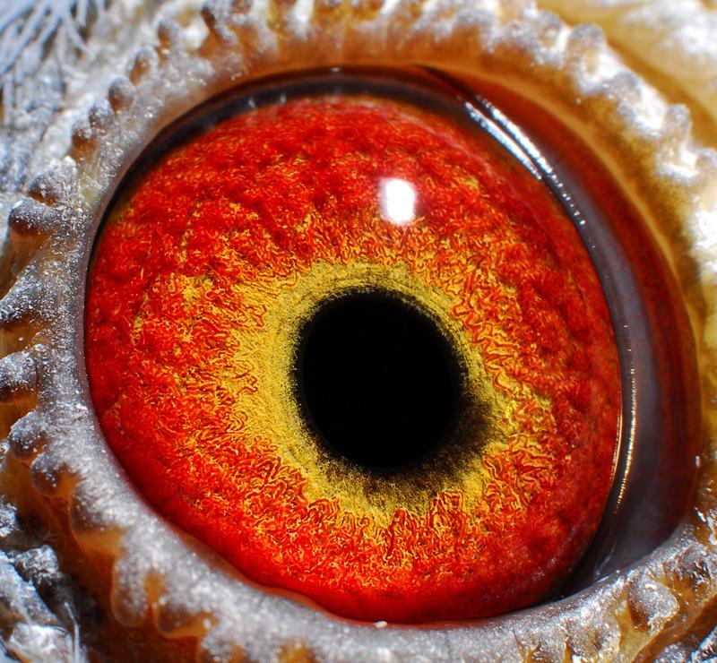 四川明鸿国际赛鸽城决赛181名