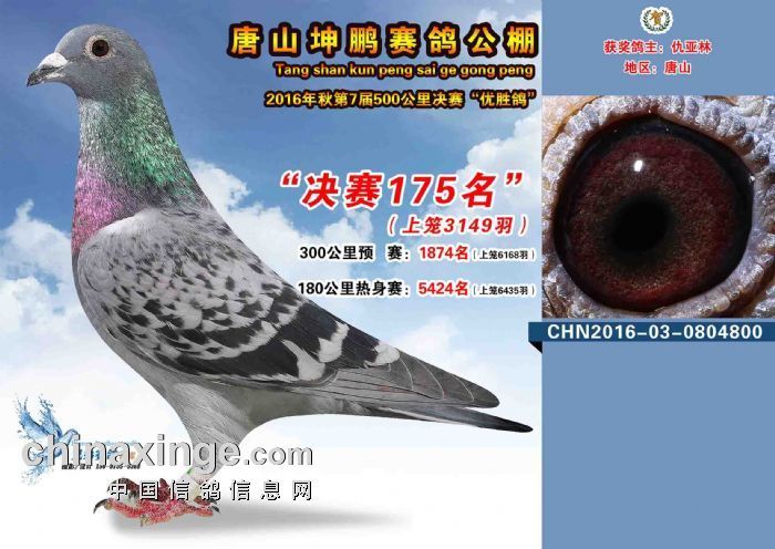2016年秋唐山坤鹏公棚决赛175名_山西精英赛鸽传媒_ag188.