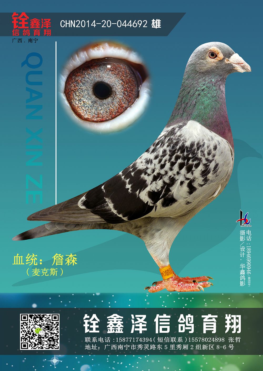 飓风战魄-铨鑫泽信鸽育翔-中信网爱鸽商城