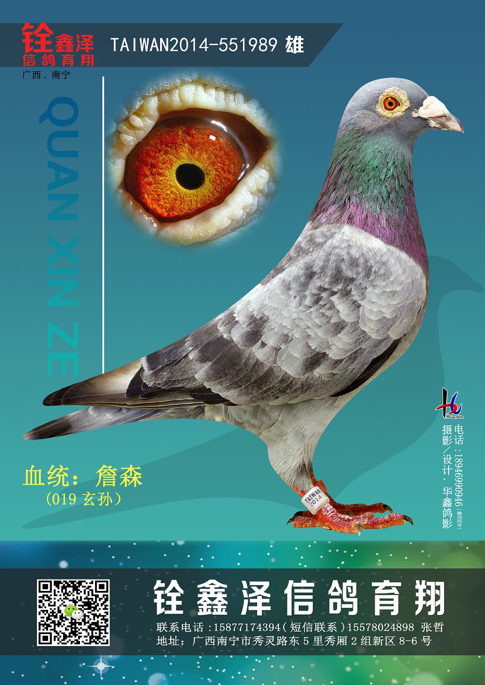 石斑斗士-铨鑫泽信鸽育翔-中信网爱鸽商城