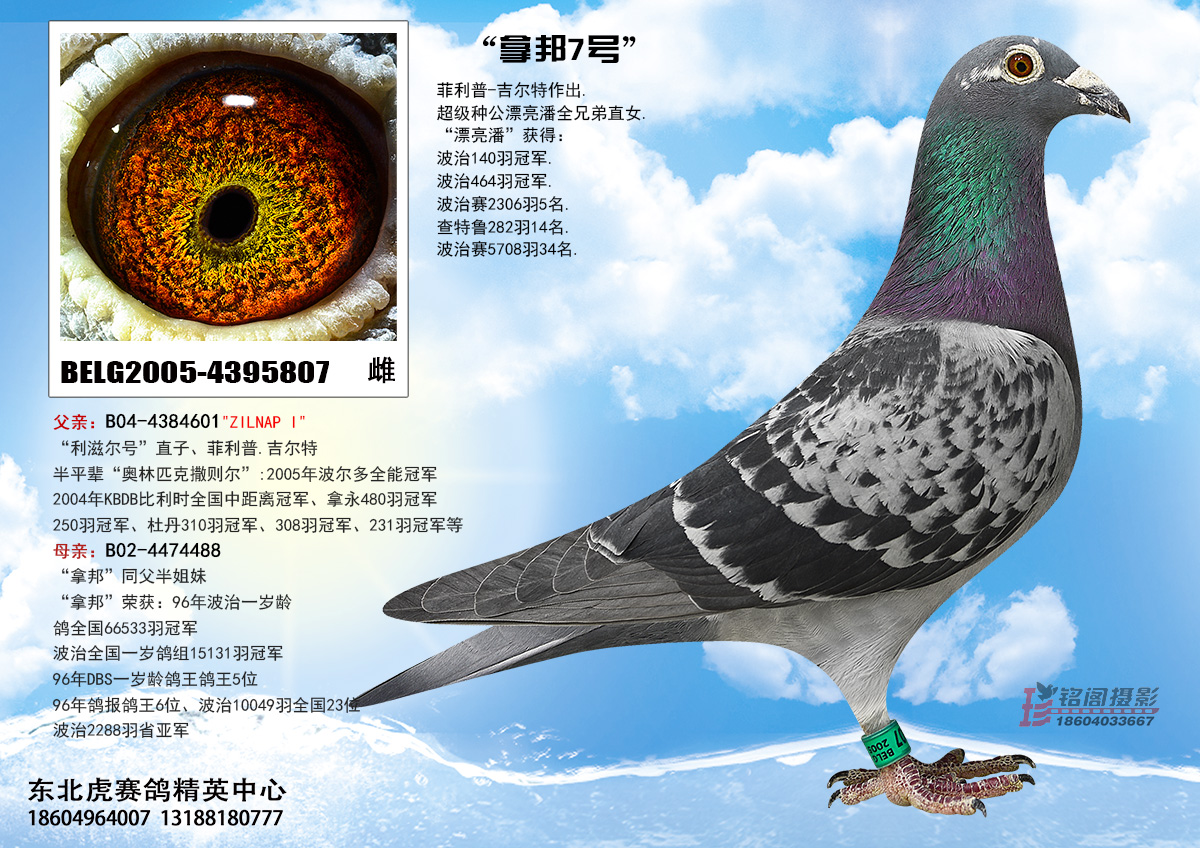 com爱鸽商城_中信网