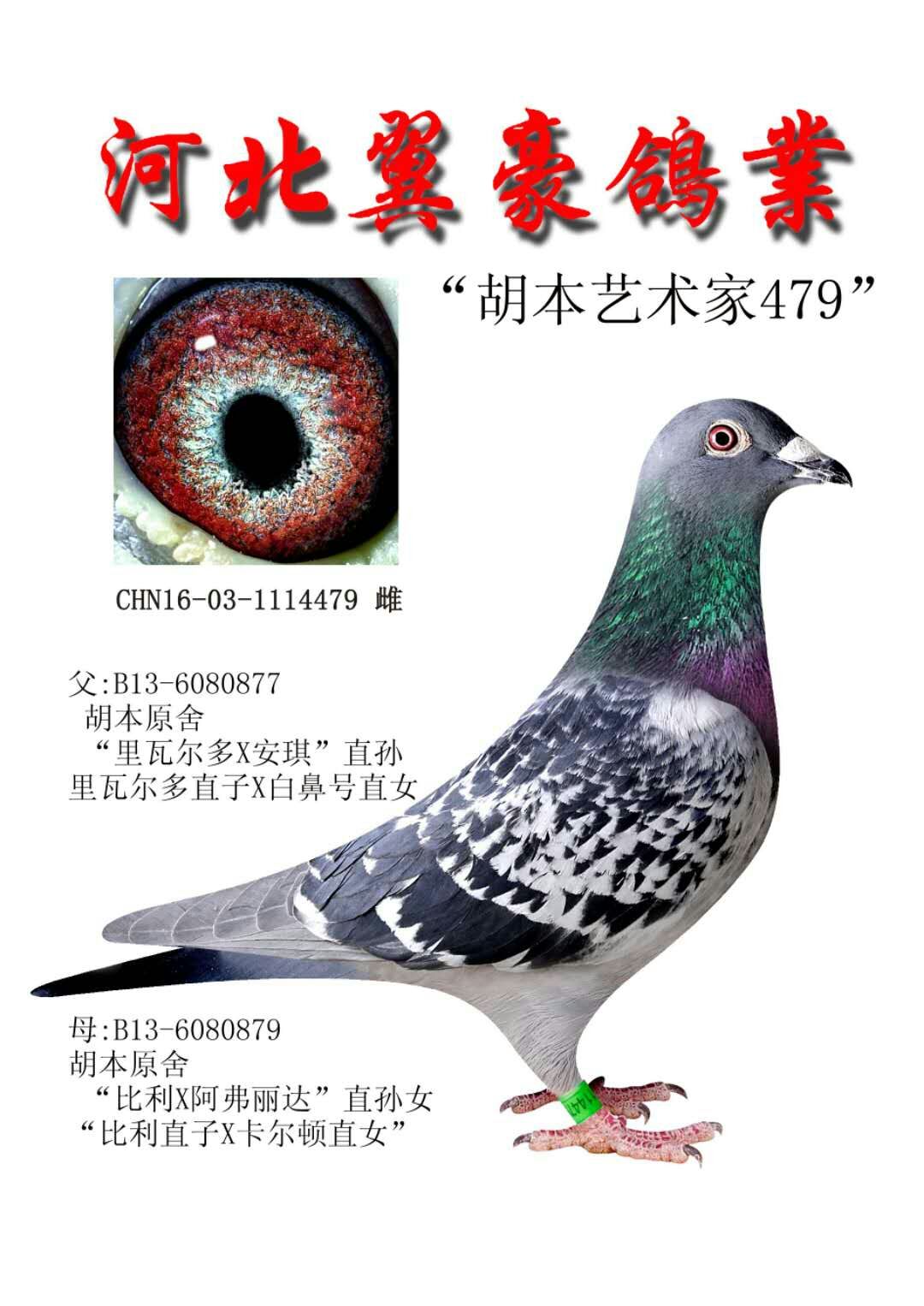 胡本年轻艺术家直系兄妹近血种鸽479