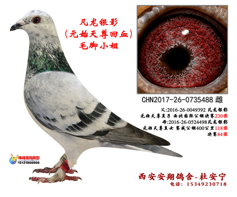 毛脚公主
