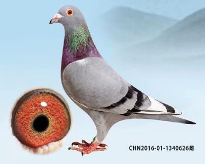 甘纳斯系回血雌鸽