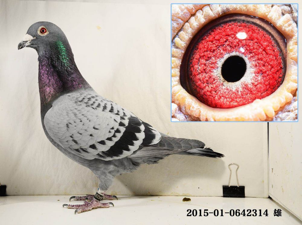 奶酪314-超越鸽舍-中信网爱鸽商城