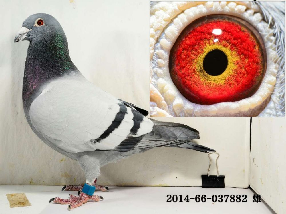 14年秋银水俱乐部三关鸽王3名