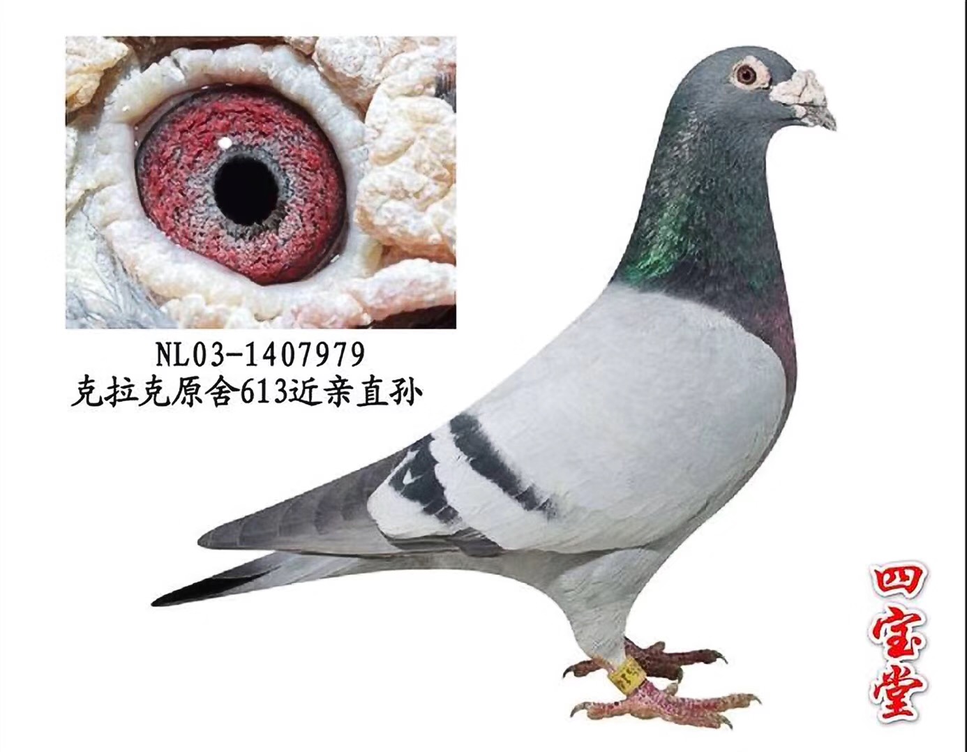 克拉克613近亲曾孙_四宝堂_ ag188.com爱鸽商城_中国信鸽信息网