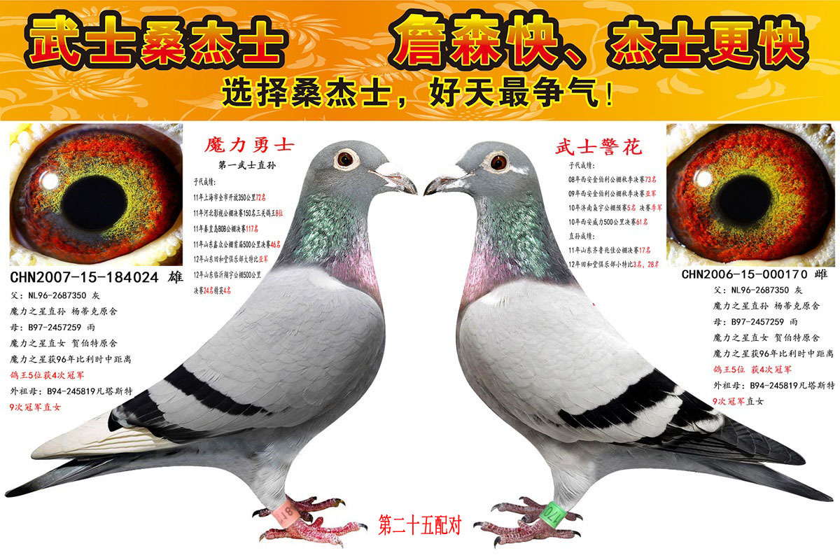 com爱鸽商城_中国信鸽信息网