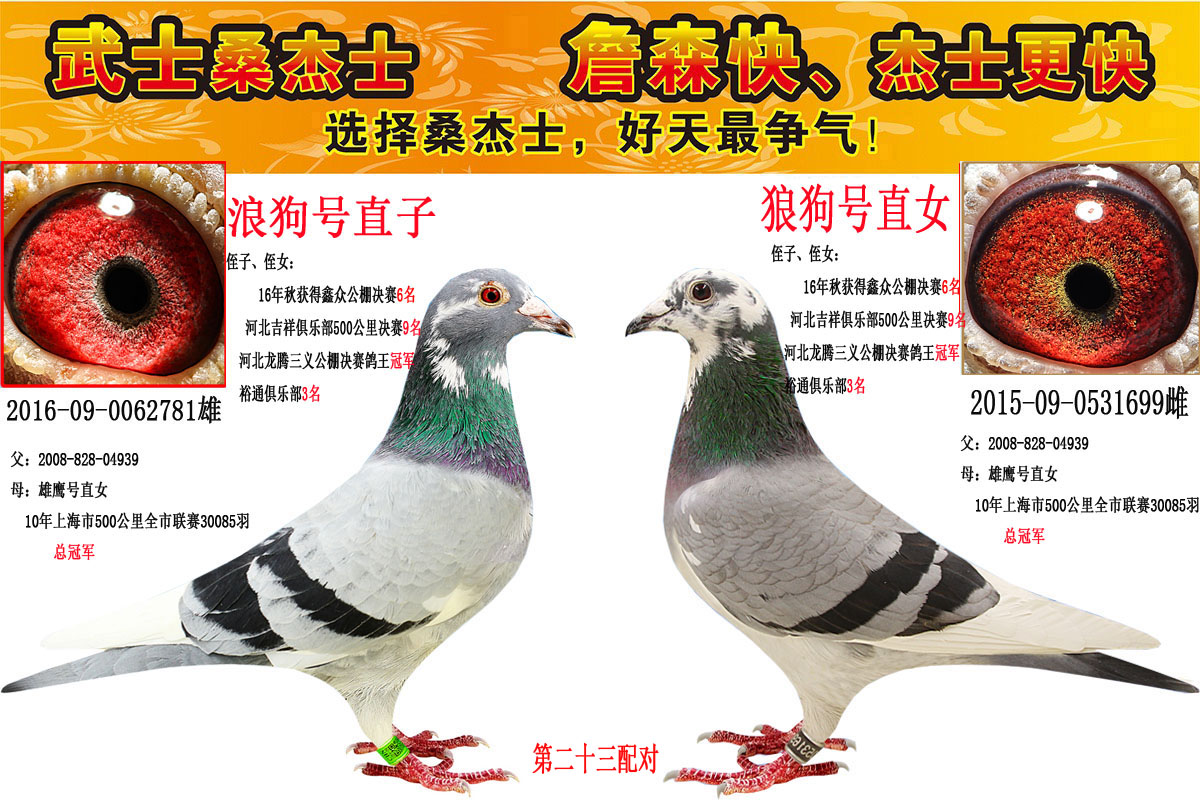 长江鸽业阿拉丁图片