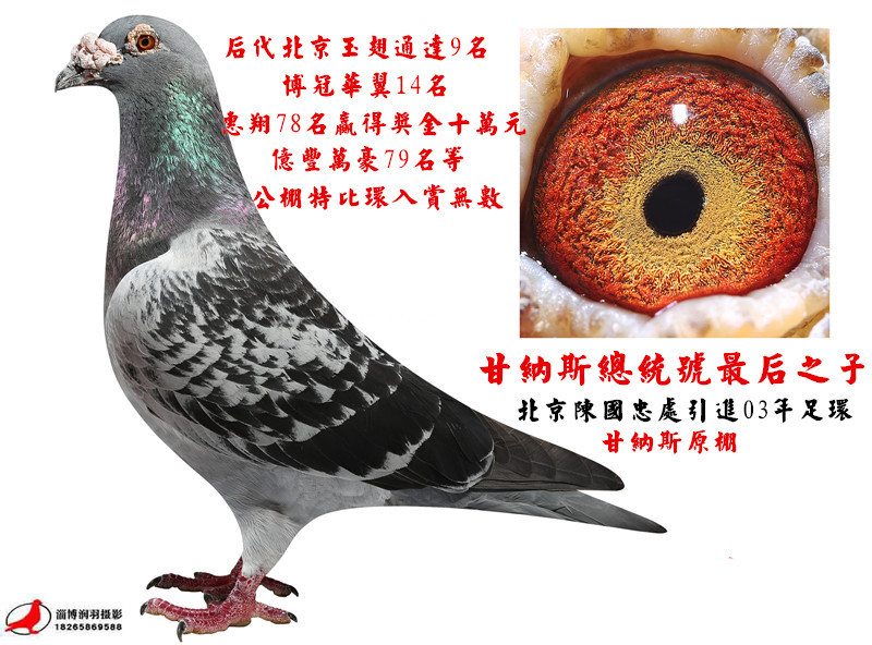 相关图片血统书孙女信鸽特征编 号:609031鸽 名:甘纳斯总统号之子羽