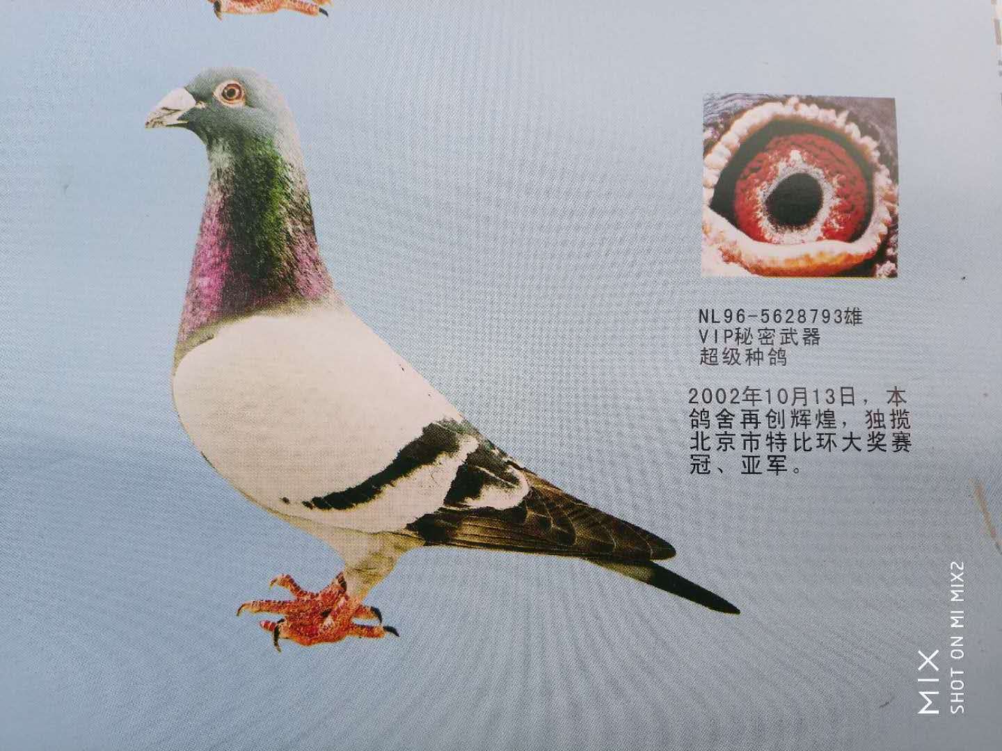 北京刘昆英鸽舍种鸽图图片