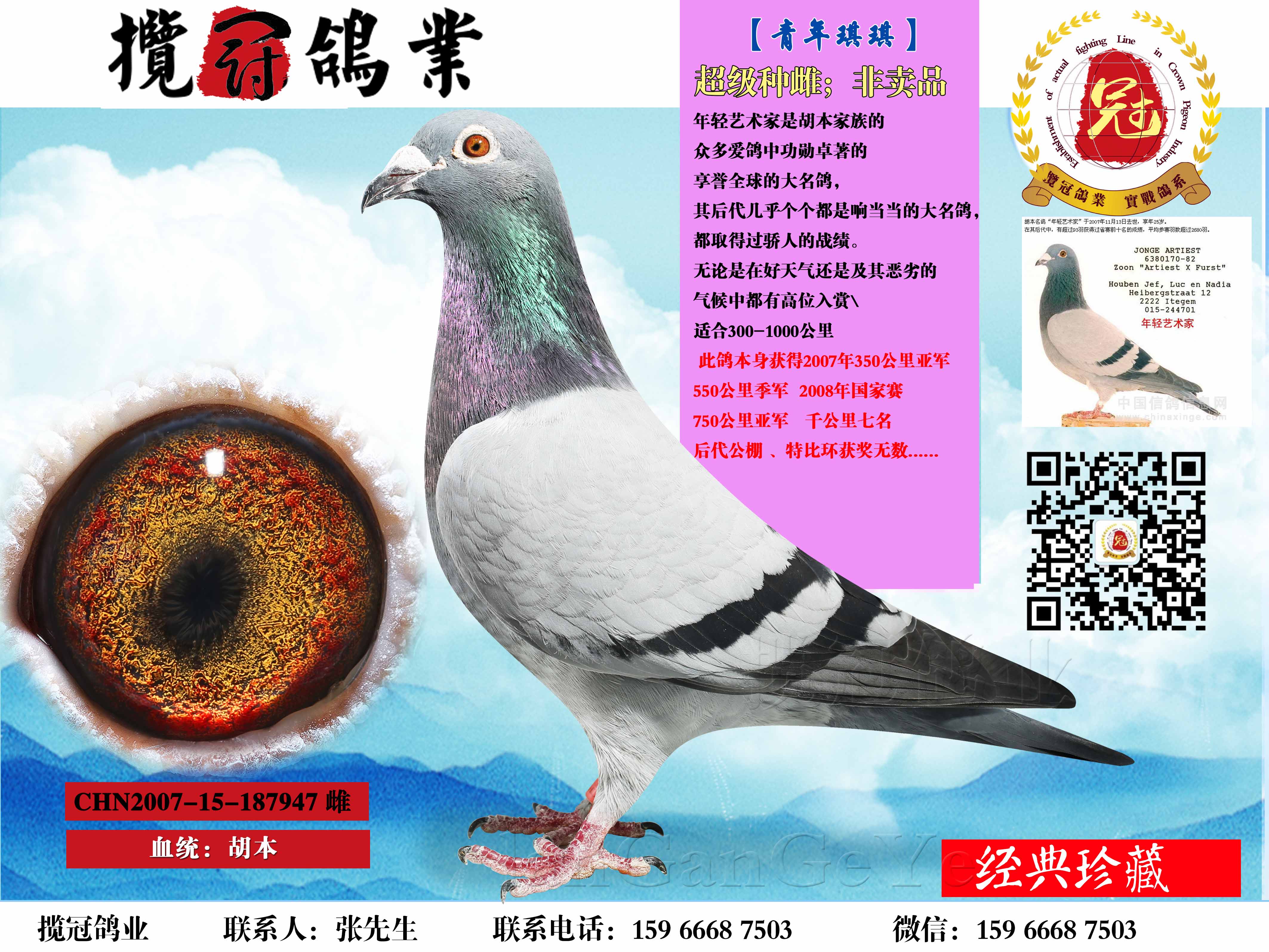 【青年琪琪】_揽冠鸽业_ ag188.com爱鸽商城_中国信鸽信息网