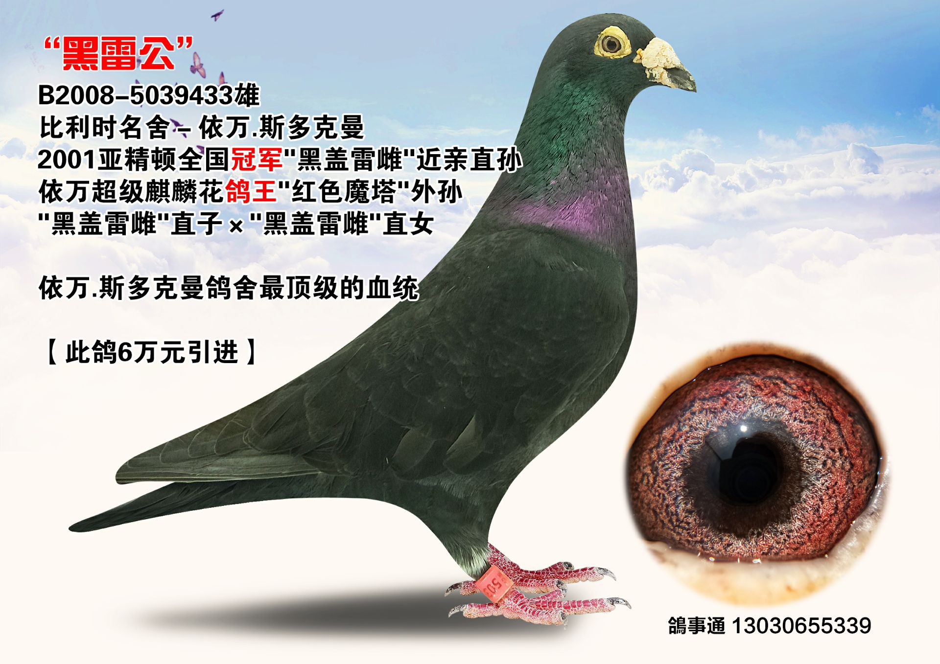 鸽 名: 黑雷公                羽 色: 黑                眼