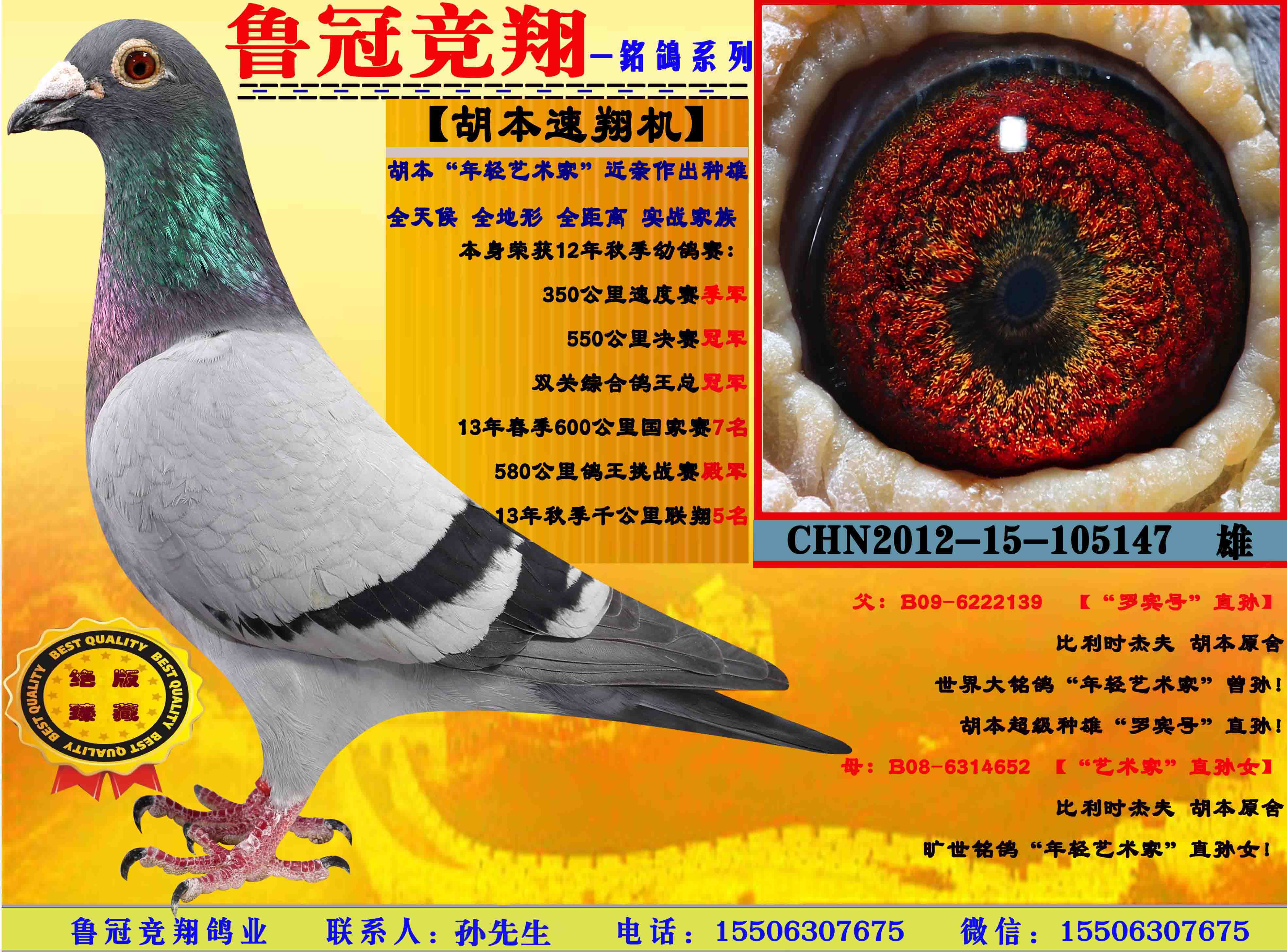 【胡本速翔机】_鲁冠竞翔鸽业_ag188.com爱鸽商城_中国信鸽信息网