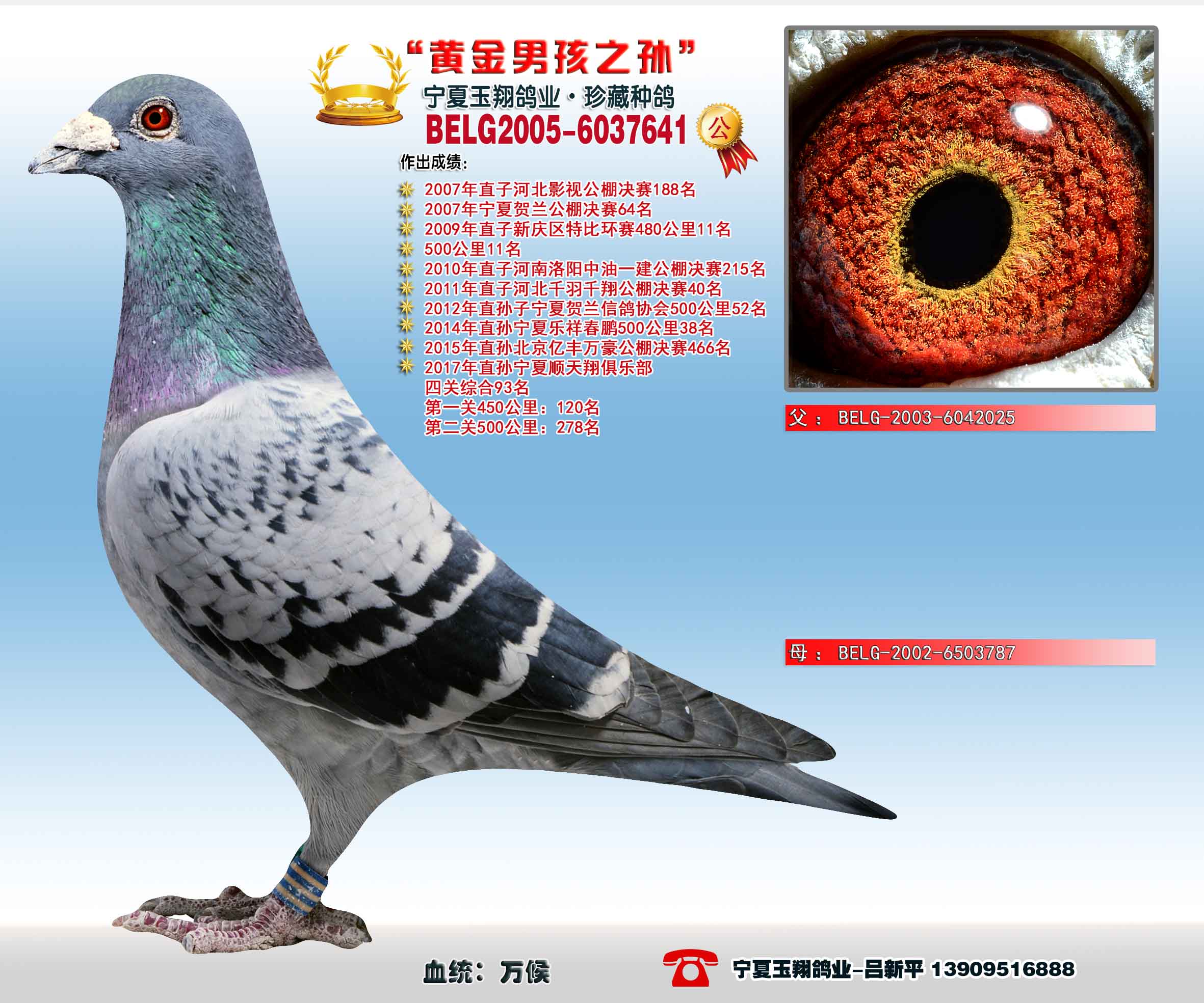 黄金男孩之孙