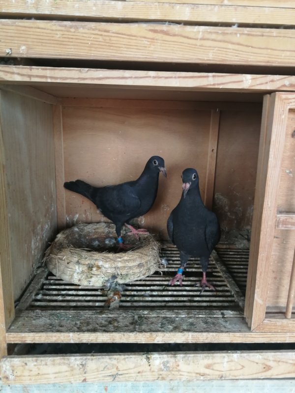 qq 鸽友圈 信鸽特征                  编 号: 612321