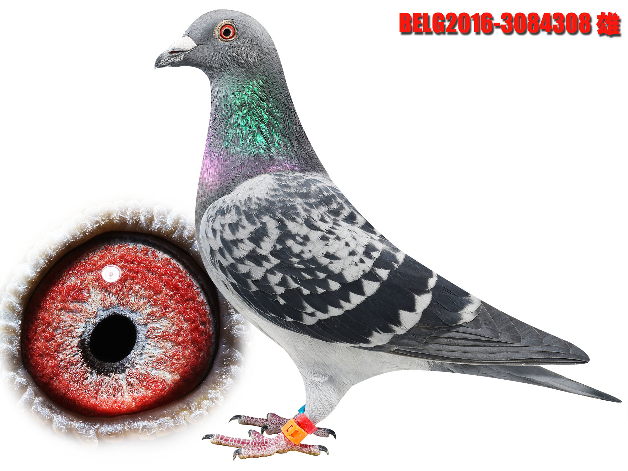 belg2016-3084308_天津稳赢信鸽文化_ ag188.