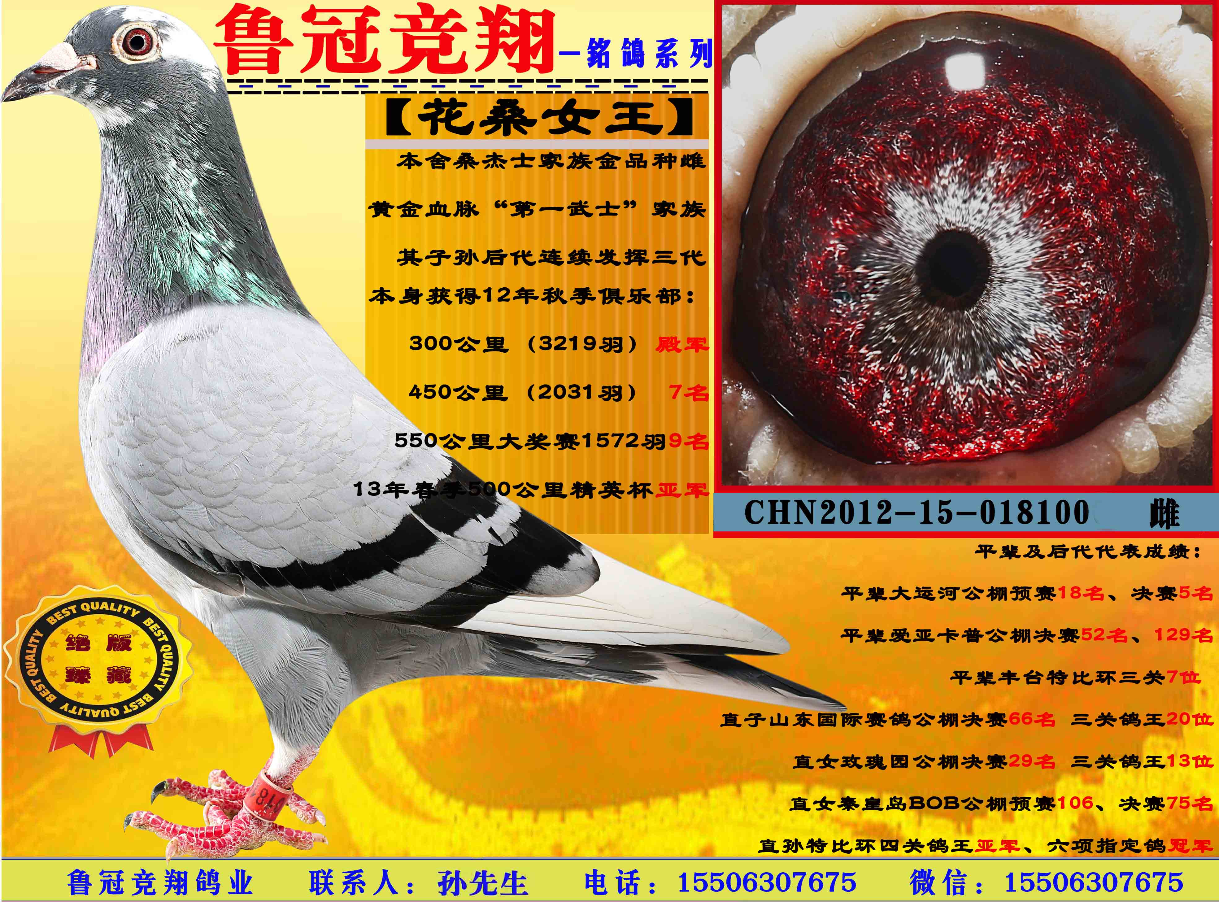 com爱鸽商城_中国信鸽信息网