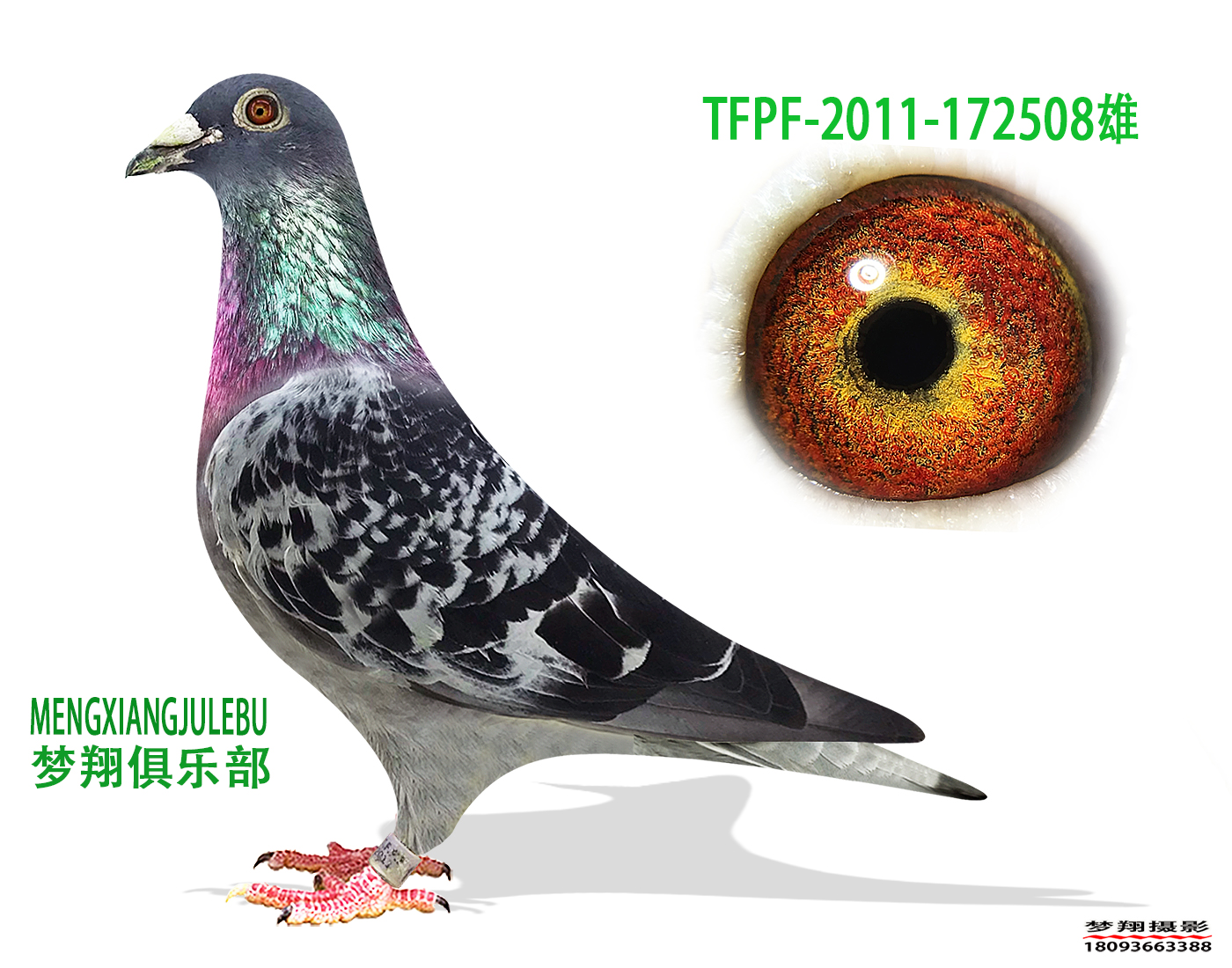 红狐731直孙_张掖梦翔信鸽俱乐部_ag188.com爱鸽商城_中国信鸽信息网