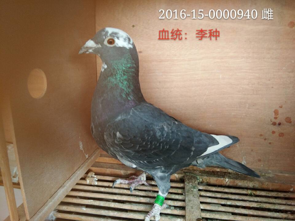 天津架条鸽子图片