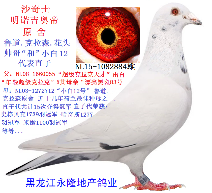 沙奇士原舍鲁道克拉森小白12号直子