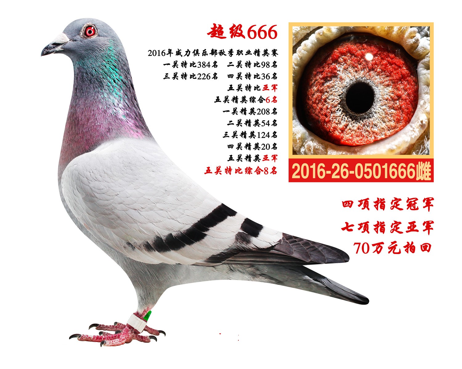 神奇小鸟66670万