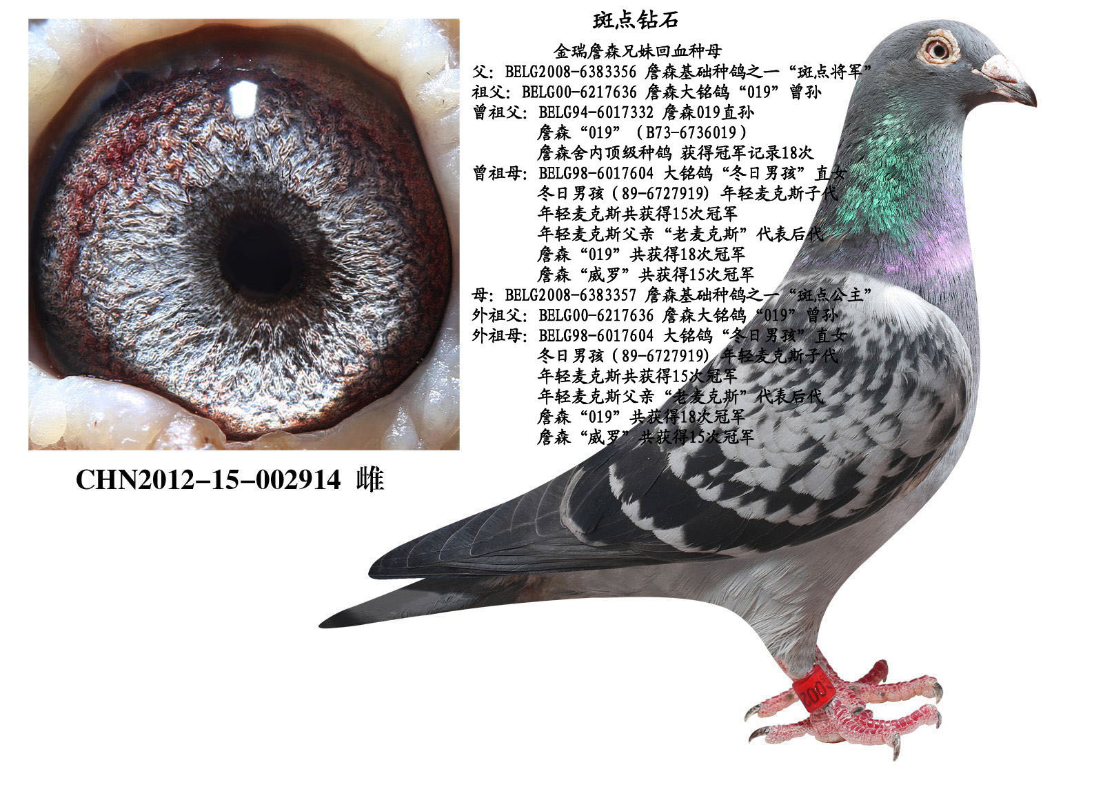 詹森"斑点钻石"种母_中国金瑞鸽业_ ag188.