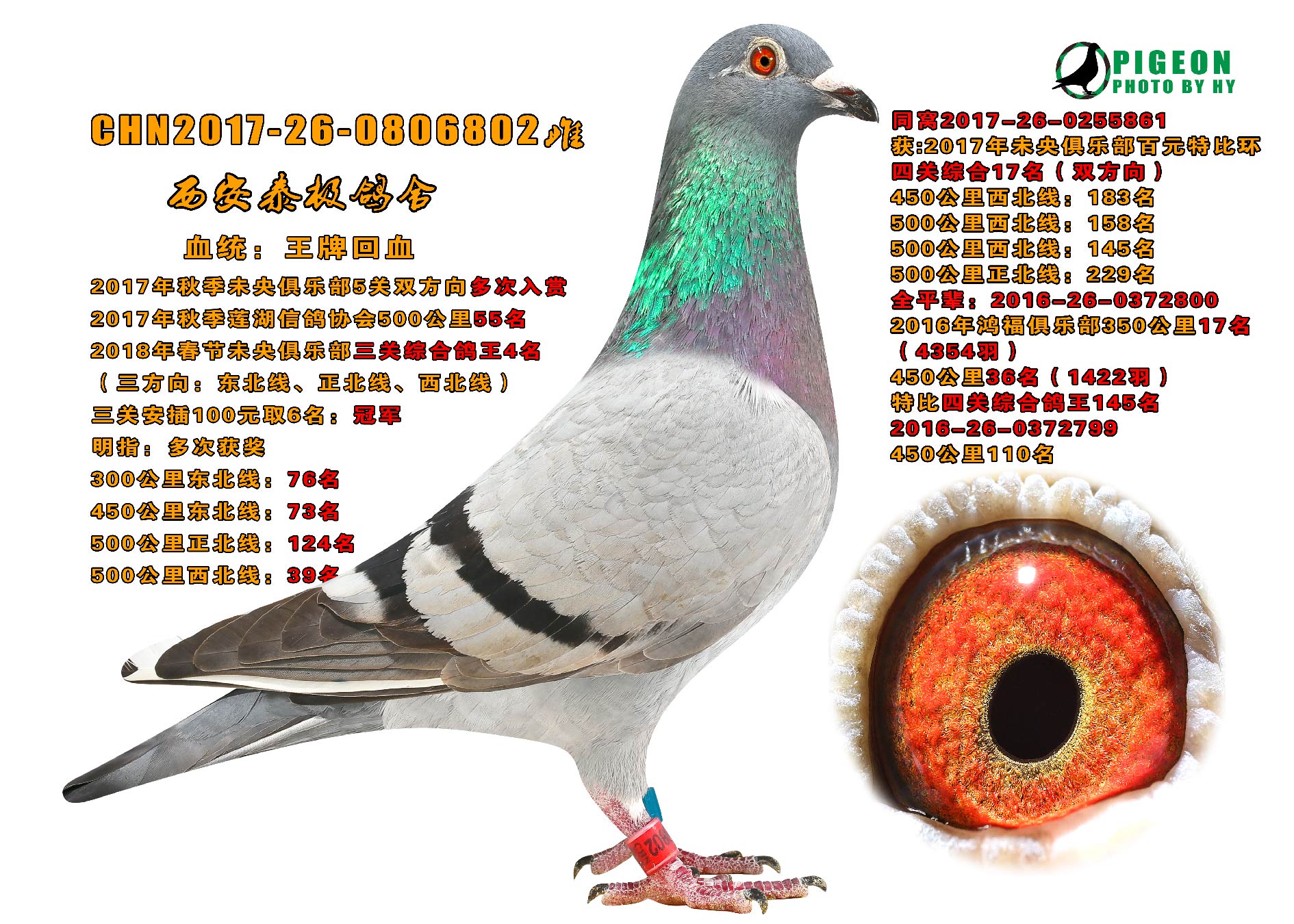 鸽照-经典pipa【比利时赛鸽天堂版】