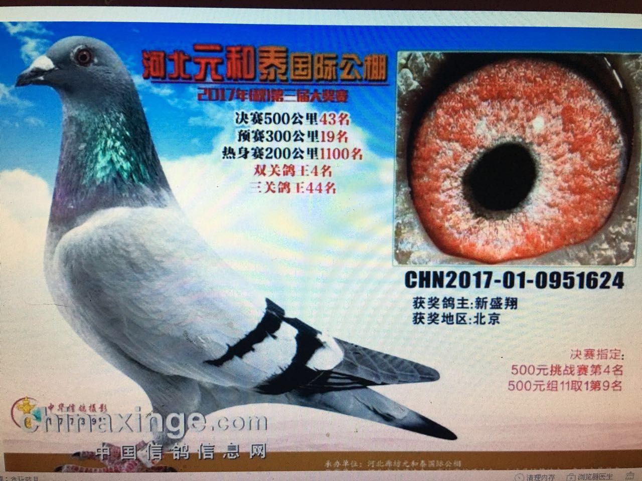 元和泰43名_南京吴本仪鸽业_ ag188.com爱鸽商城_中国信鸽信息网