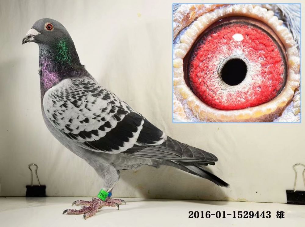 超级老美国之子_超越鸽舍-中信网爱鸽商城