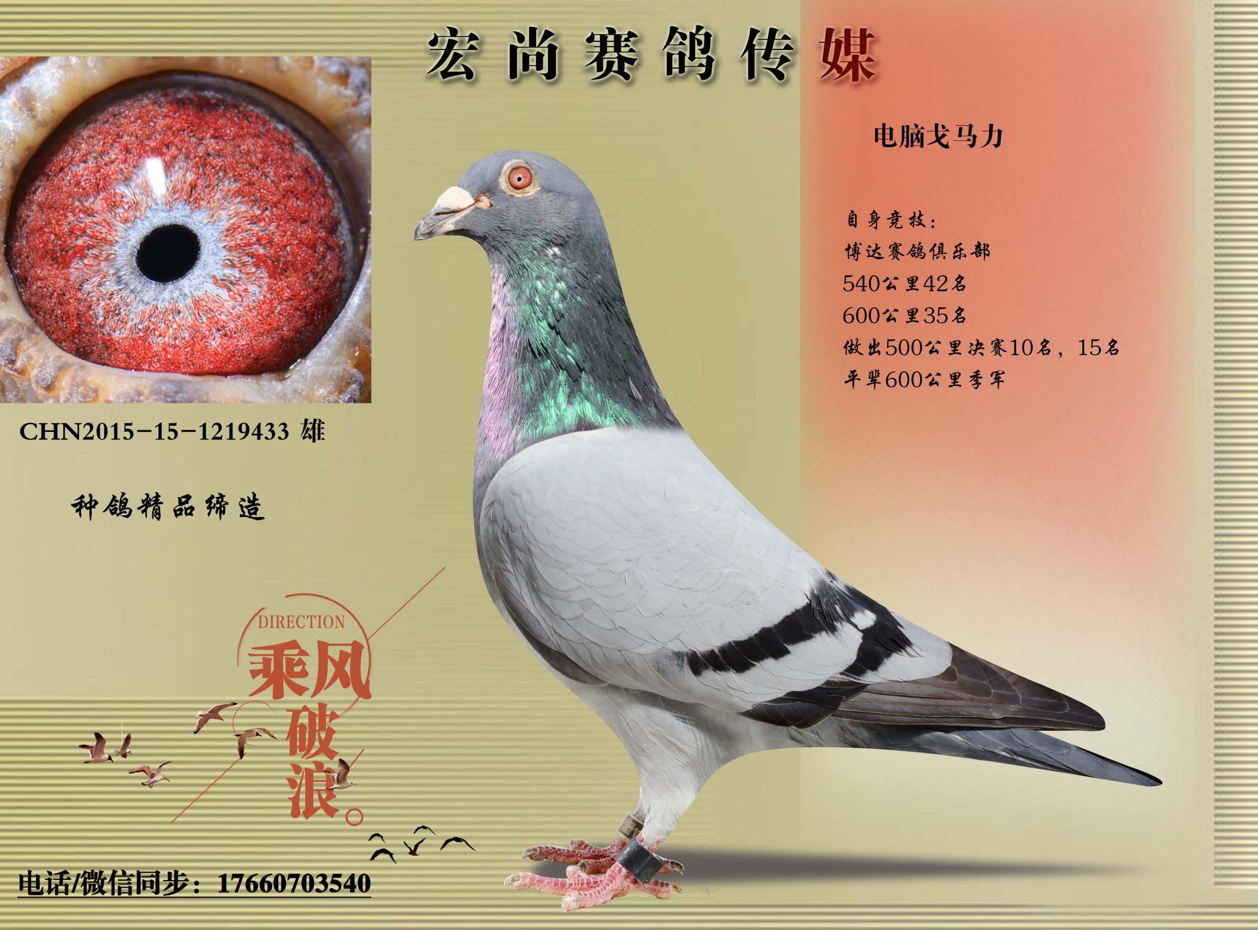 电脑戈马力(已售)_宏尚赛鸽传媒_ ag188.com爱鸽商城_中国信鸽信息网