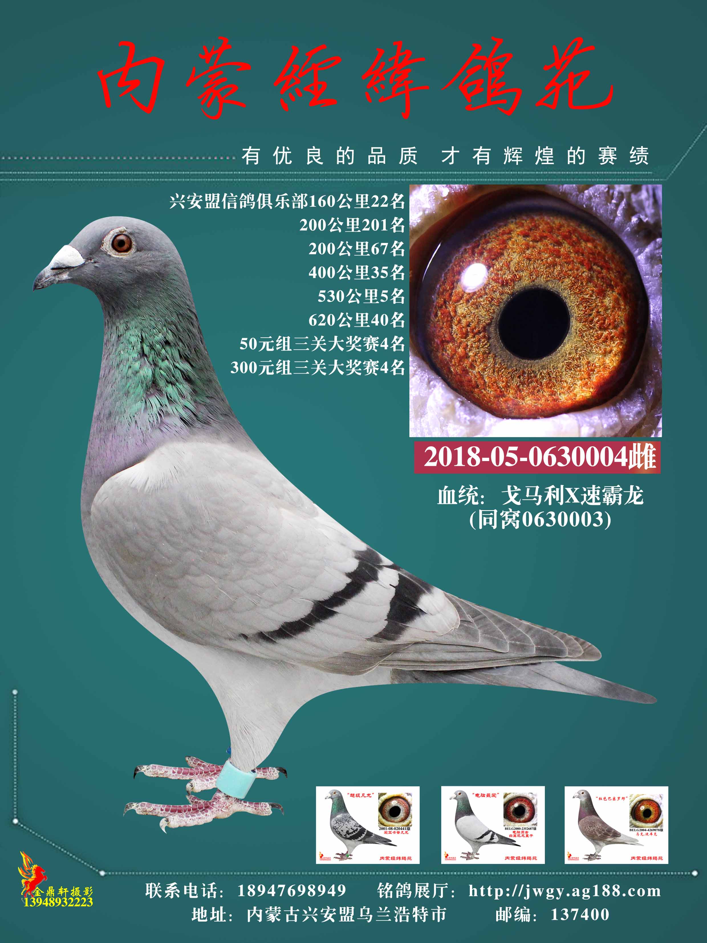 com爱鸽商城_中国信鸽信息网