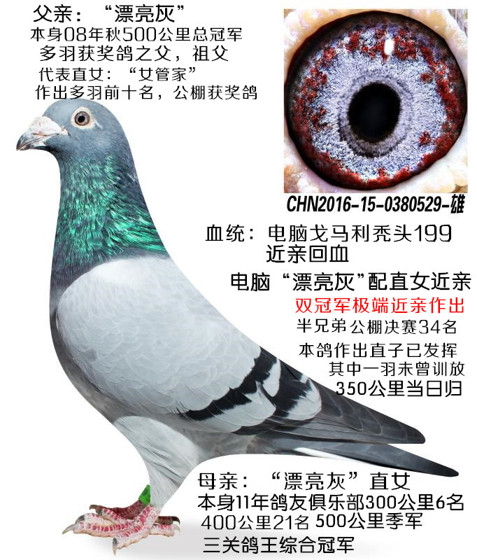 录:电脑戈马利家族人 气:11321次血 统:电脑戈马利近亲回血特留种鸽