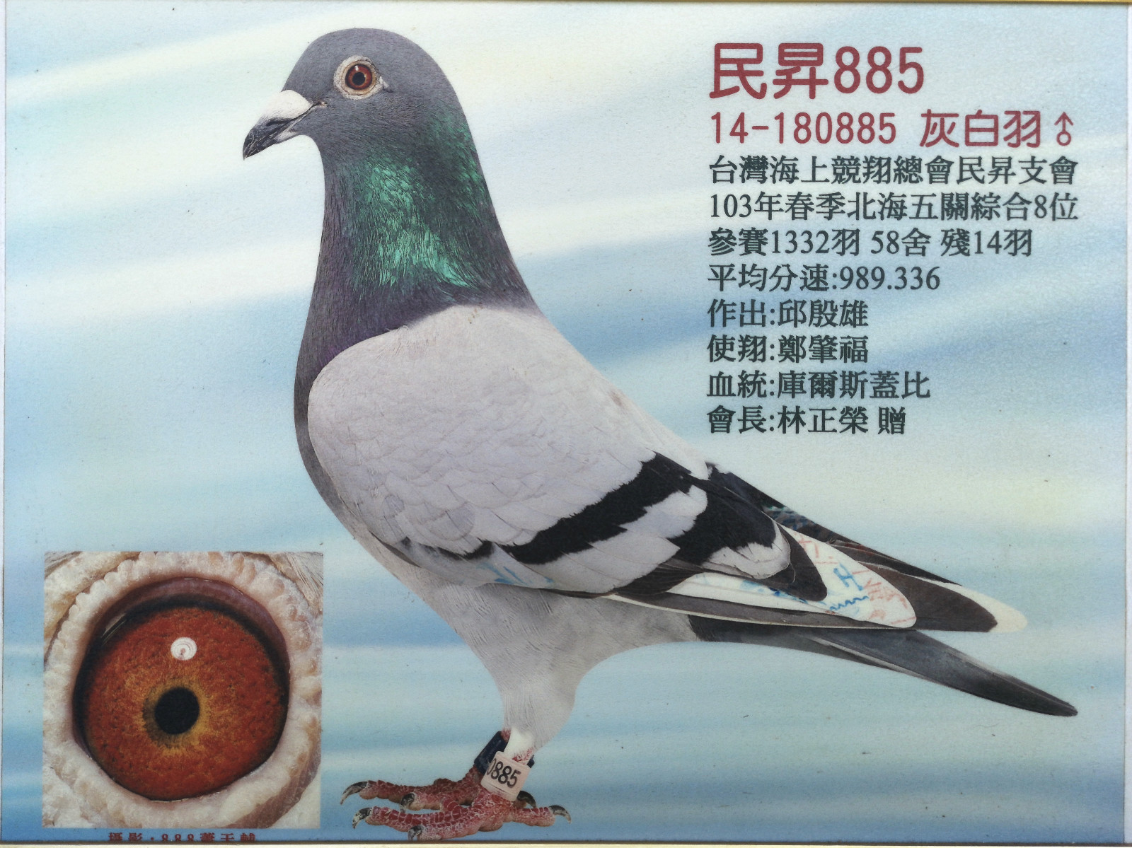 民升885_台湾邱殷雄鸽舍_ag188.com爱鸽商城_中国信鸽信息网
