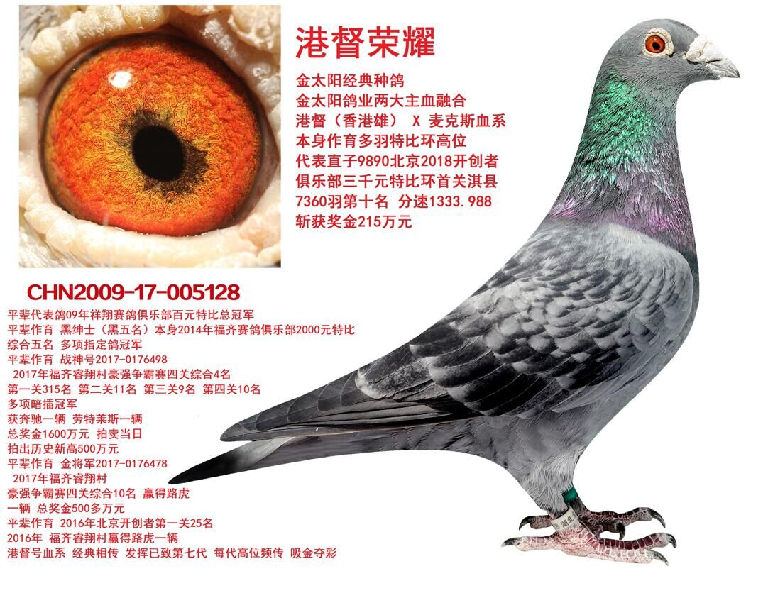 com爱鸽商城_中国信鸽信息网