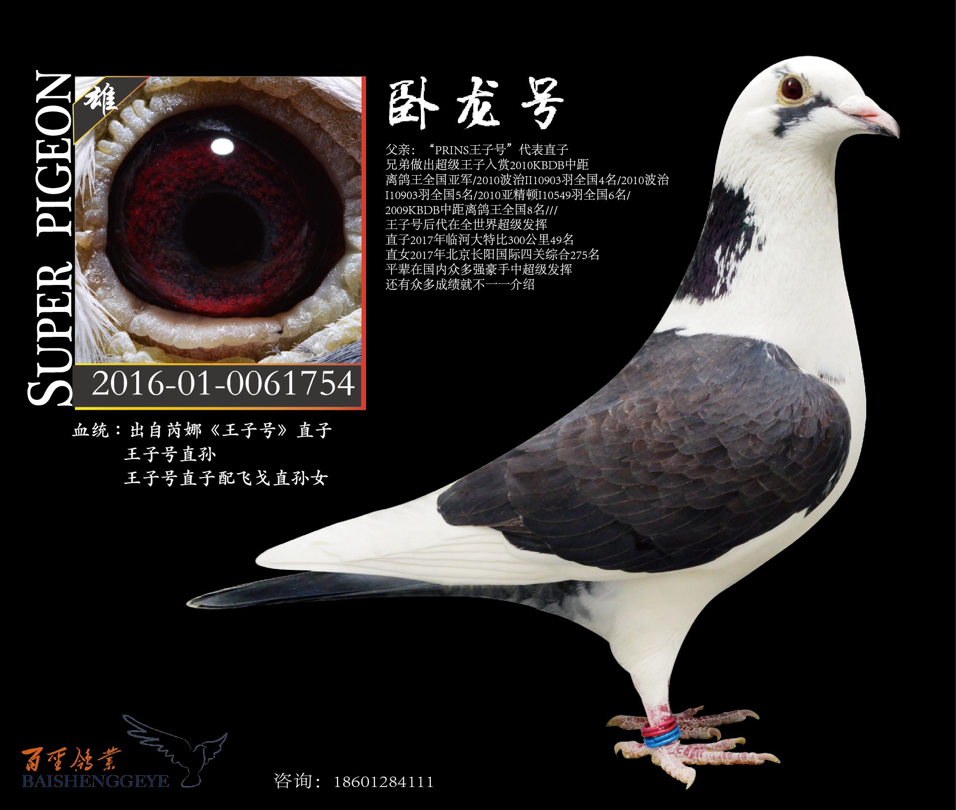 王子飞戈969_百圣鸽舍_ag188.com爱鸽商城_中国信鸽信息网