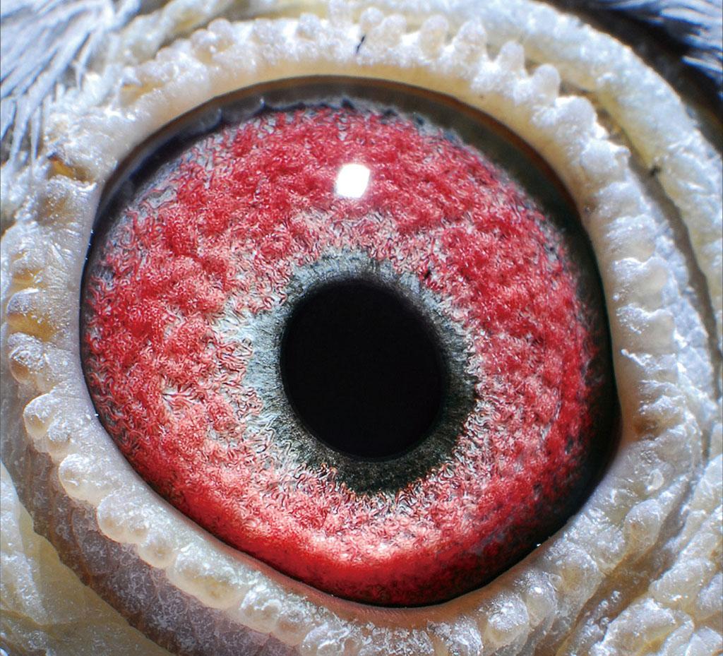 2018贵州红枫赛鸽中心91名