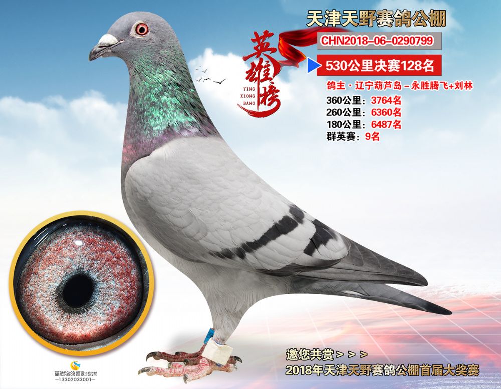 18年天津天野公棚决赛128名 - 永胜腾飞鸽业